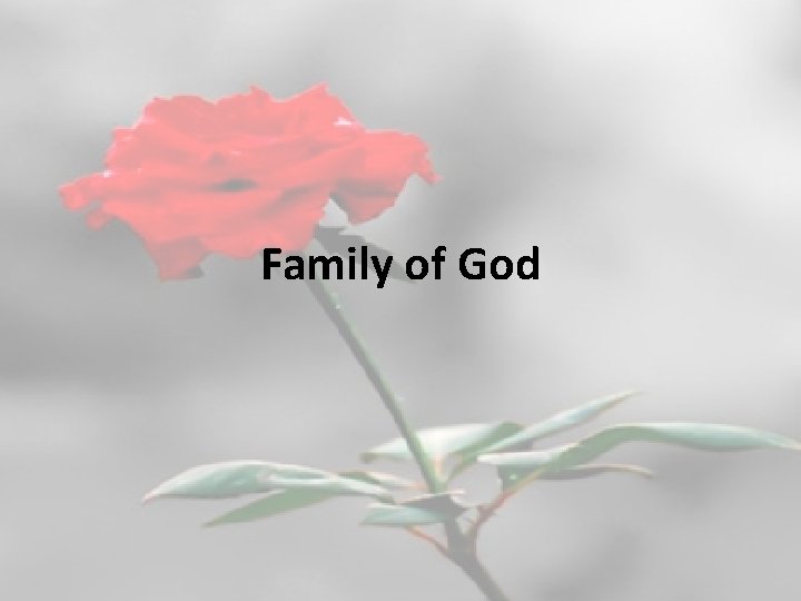 Family of God 