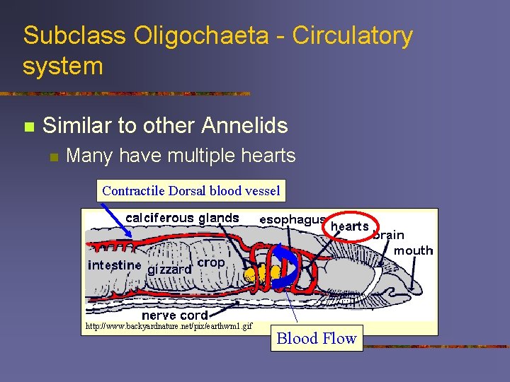 Subclass Oligochaeta - Circulatory system n Similar to other Annelids n Many have multiple