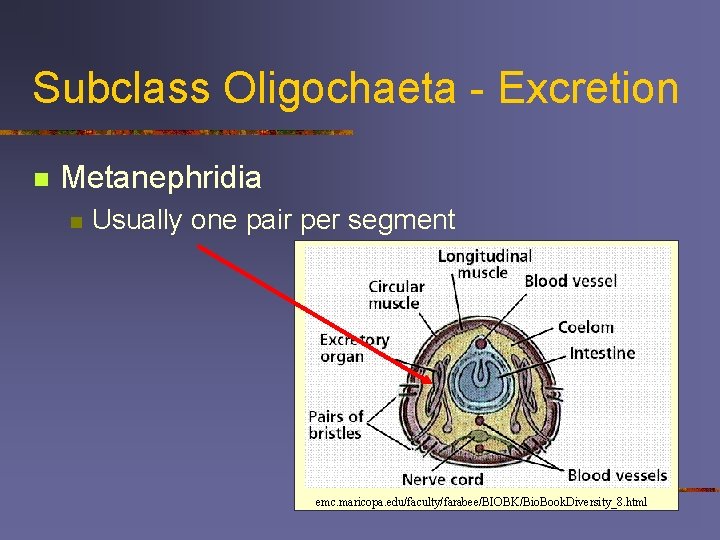 Subclass Oligochaeta - Excretion n Metanephridia n Usually one pair per segment emc. maricopa.