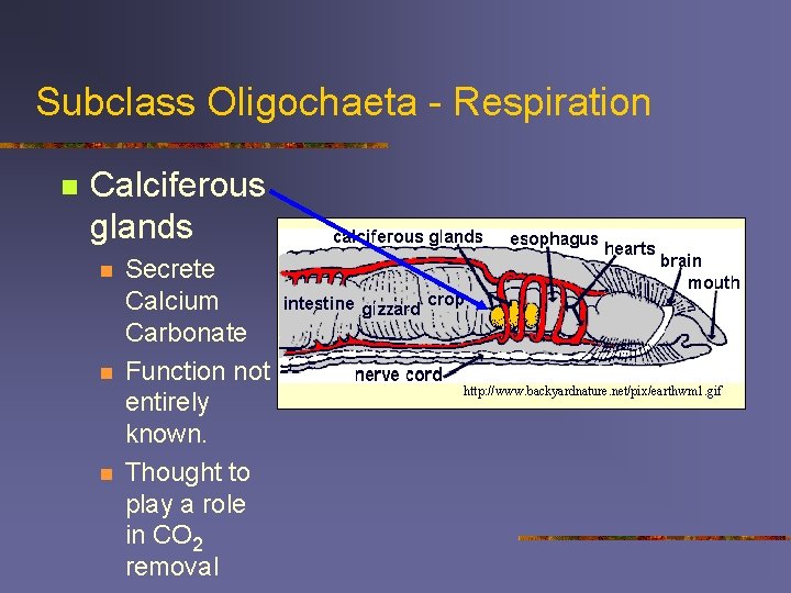 Subclass Oligochaeta - Respiration n Calciferous glands n n n Secrete Calcium Carbonate Function