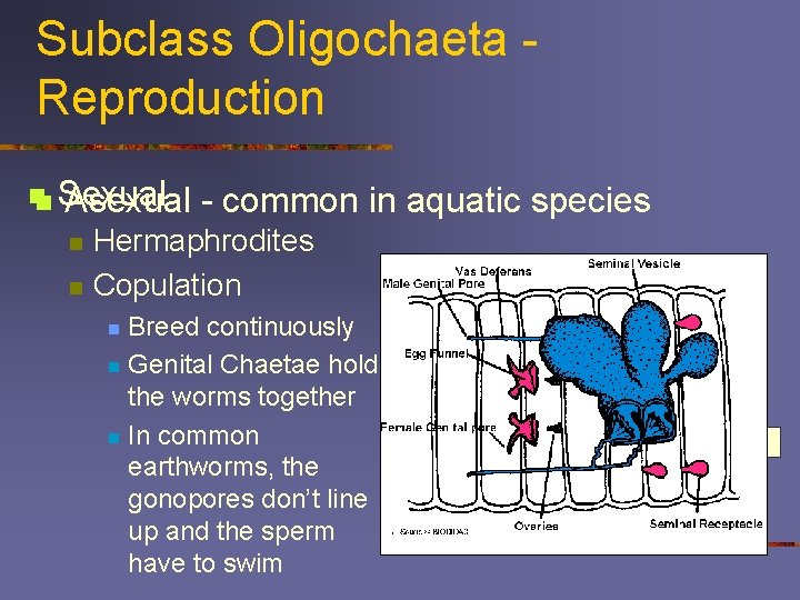 Subclass Oligochaeta Reproduction nn Sexual Asexual n n - common in aquatic species Hermaphrodites
