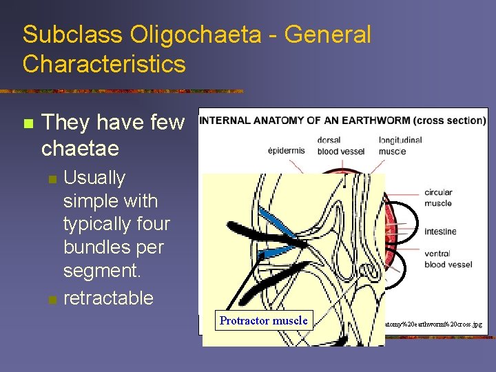 Subclass Oligochaeta - General Characteristics n They have few chaetae n n Usually simple