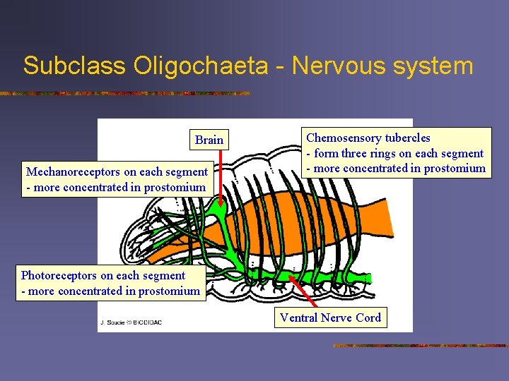 Subclass Oligochaeta - Nervous system Brain Mechanoreceptors on each segment - more concentrated in