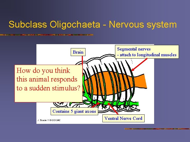 Subclass Oligochaeta - Nervous system Brain Segmental nerves - attach to longitudinal muscles How