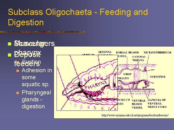 Subclass Oligochaeta - Feeding and Digestion n n Scavengers Muscular pharynx Deposit n Suction