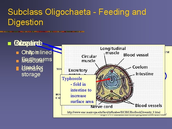 Subclass Oligochaeta - Feeding and Digestion n Crop Gizzard Intestine n n Chiton Only