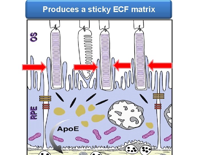 Produces a sticky ECF matrix 