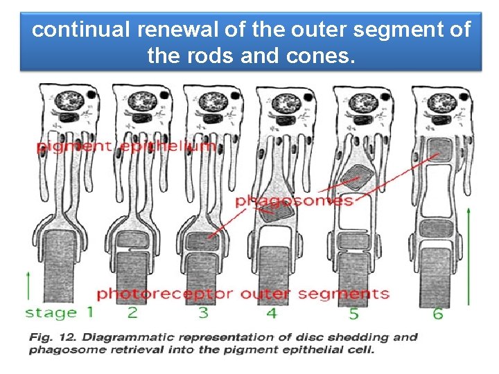 continual renewal of the outer segment of the rods and cones. 