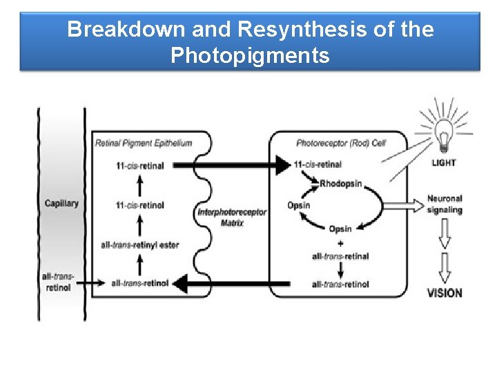 Breakdown and Resynthesis of the Photopigments 