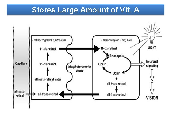 Stores Large Amount of Vit. A 