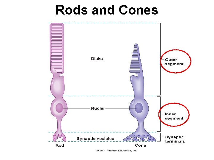 Rods and Cones 