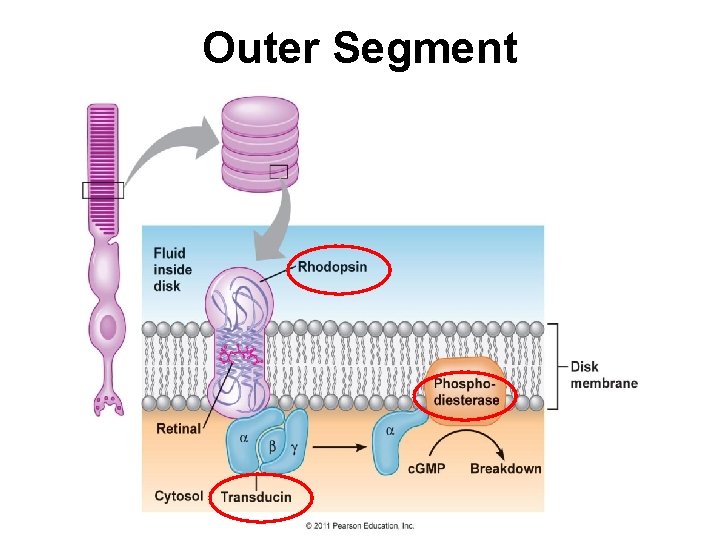 Outer Segment 