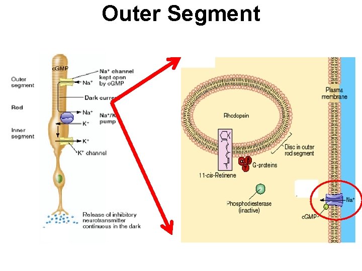 Outer Segment 