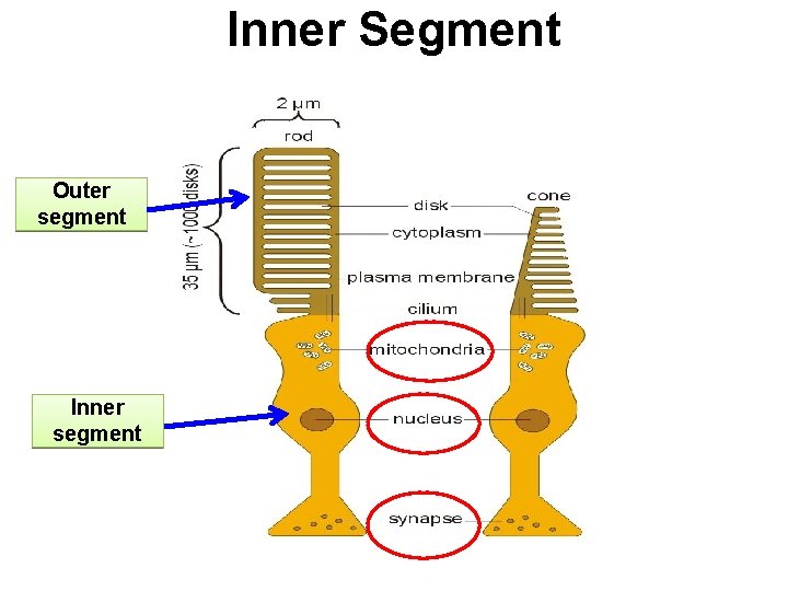 Inner Segment Outer segment Inner segment 