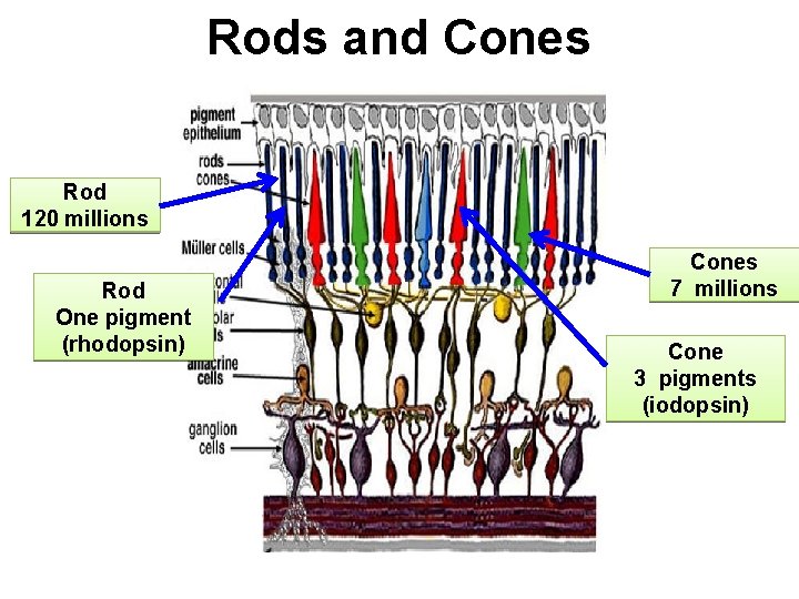 Rods and Cones Rod 120 millions Rod One pigment (rhodopsin) Cones 7 millions Cone