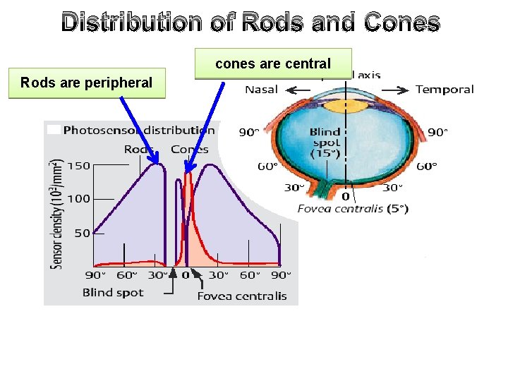 Distribution of Rods and Cones cones are central Rods are peripheral 