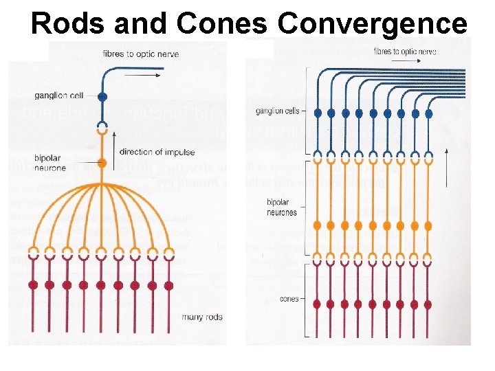 Rods and Cones Convergence 