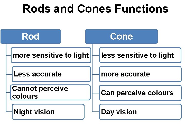 Rods and Cones Functions Rod Cone more sensitive to light less sensitive to light
