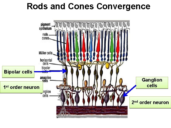 Rods and Cones Convergence Bipolar cells 1 st order neuron Ganglion cells 2 nd