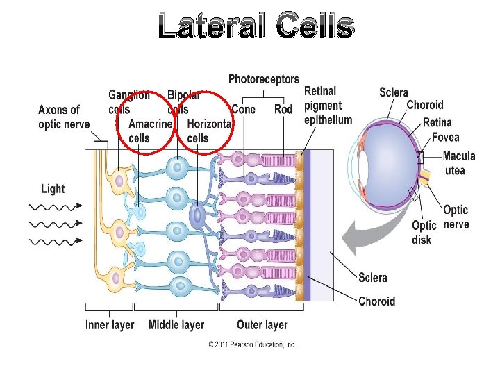 Lateral Cells 