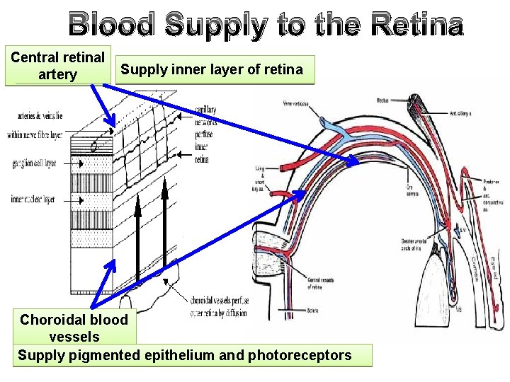 Blood Supply to the Retina Central retinal artery Supply inner layer of retina Choroidal