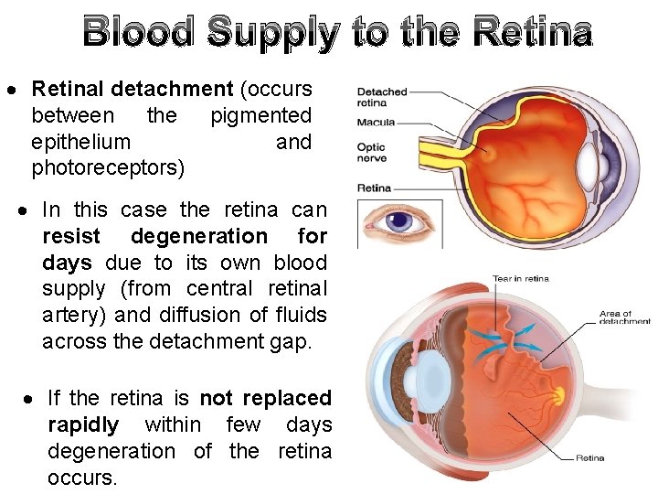 Blood Supply to the Retinal detachment (occurs between the pigmented epithelium and photoreceptors) In