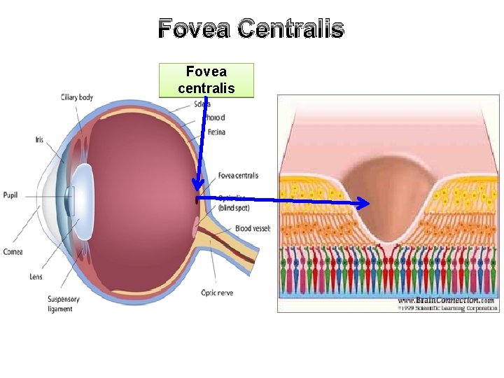 Fovea Centralis Fovea centralis 