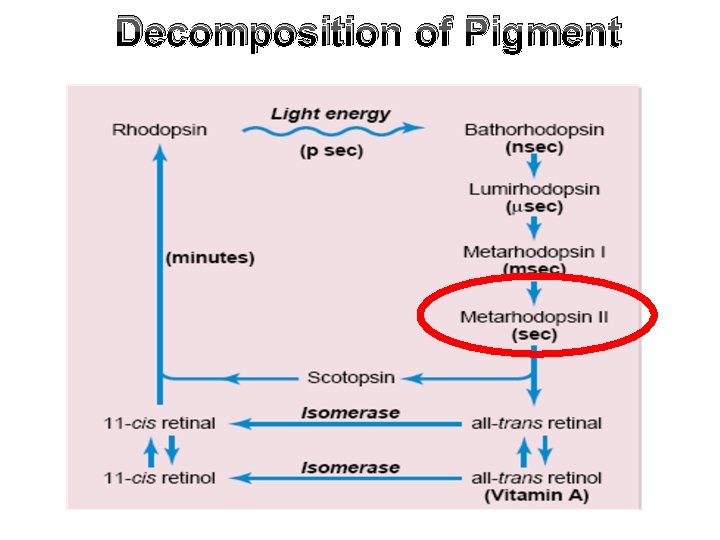 Decomposition of Pigment 