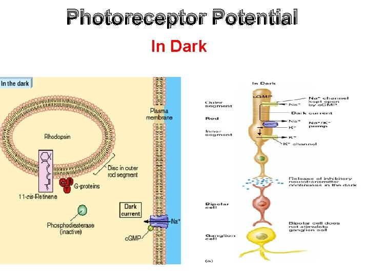 Photoreceptor Potential In Dark 