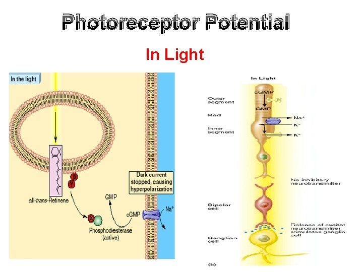 Photoreceptor Potential In Light 