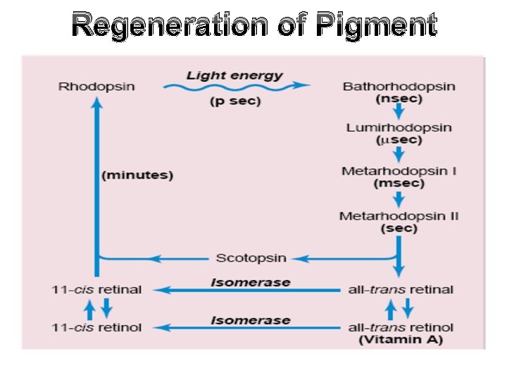 Regeneration of Pigment 