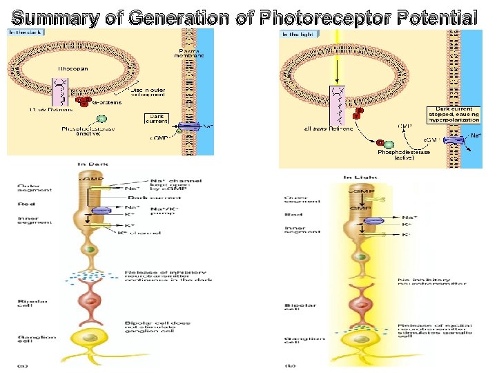 Summary of Generation of Photoreceptor Potential 