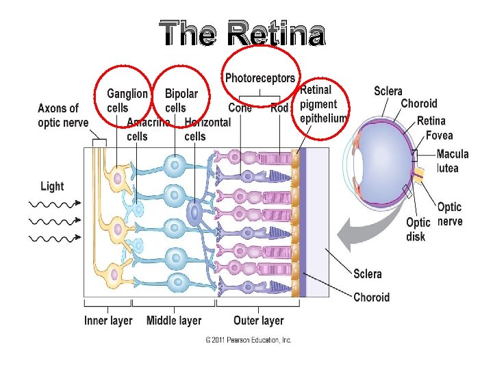The Retina 