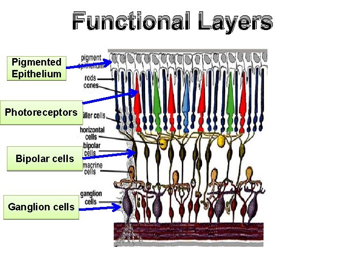 Functional Layers Pigmented Epithelium Photoreceptors Bipolar cells Ganglion cells 
