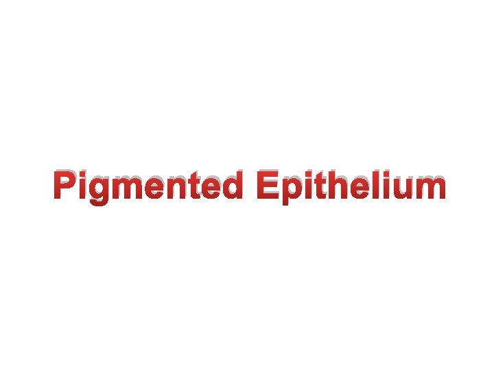 Pigmented Epithelium 