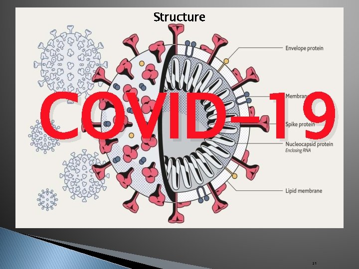 Structure COVID-19 21 