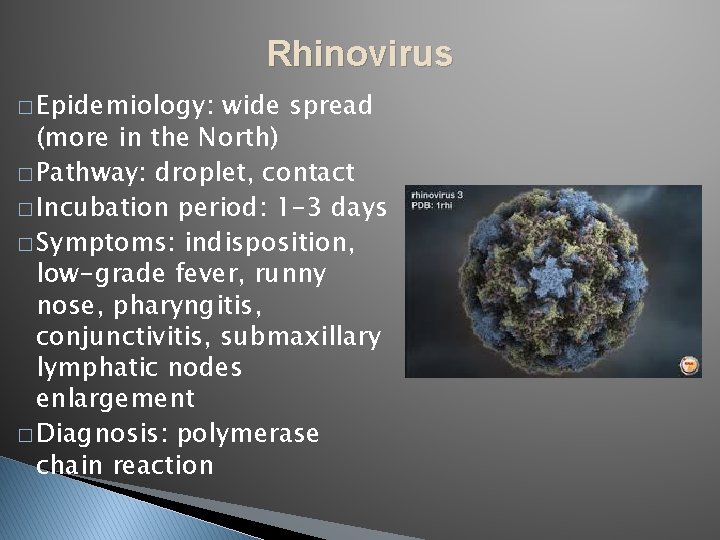 Rhinovirus � Epidemiology: wide spread (more in the North) � Pathway: droplet, contact �