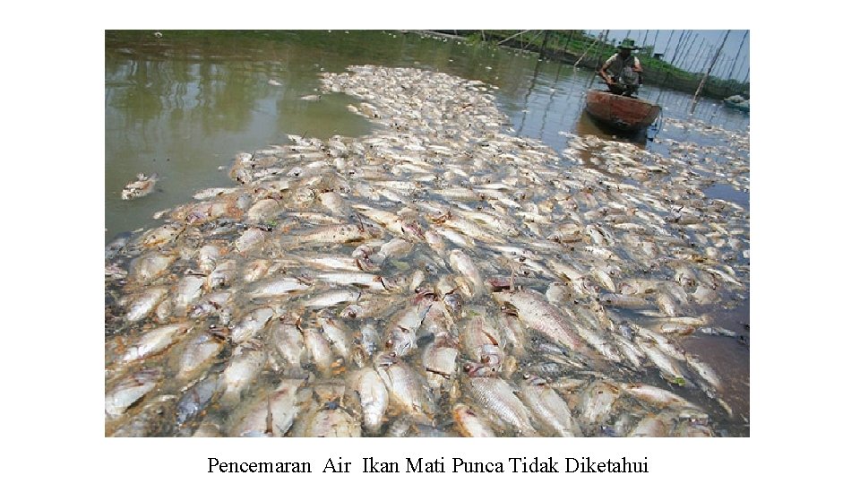 Pencemaran Air Ikan Mati Punca Tidak Diketahui 