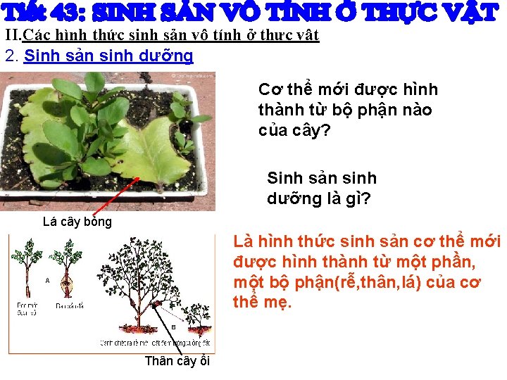 II. Các hình thức sinh sản vô tính ở thực vật 2. Sinh sản