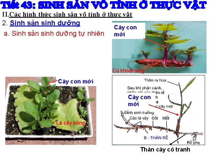 II. Các hình thức sinh sản vô tính ở thực vật 2. Sinh sản