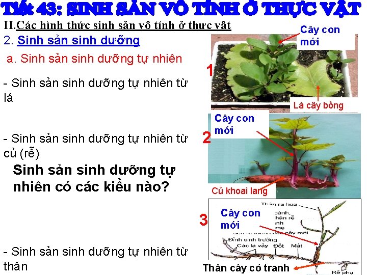 II. Các hình thức sinh sản vô tính ở thực vật 2. Sinh sản