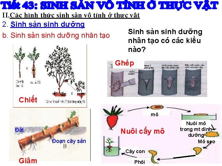 II. Các hình thức sinh sản vô tính ở thực vật 2. Sinh sản