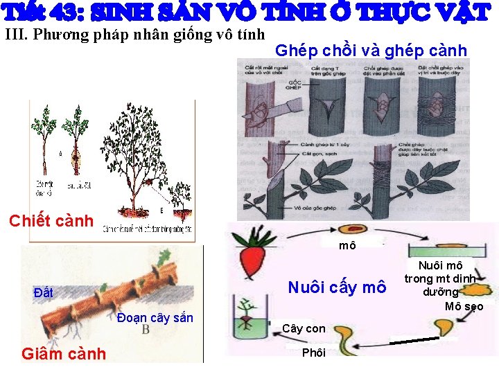 III. Phương pháp nhân giống vô tính Ghép chồi và ghép cành Chiết cành