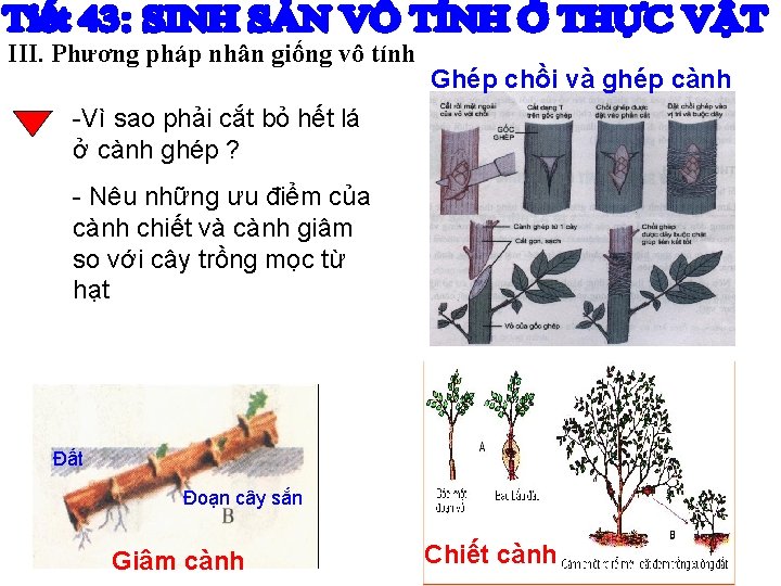 III. Phương pháp nhân giống vô tính Ghép chồi và ghép cành -Vì sao