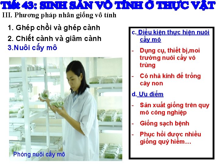 III. Phương pháp nhân giống vô tính 1. Ghép chồi và ghép cành 2.