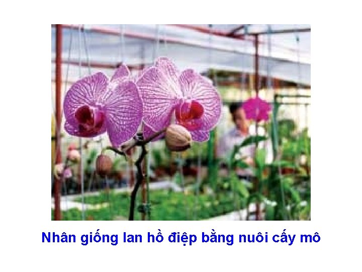 Nhân giống lan hồ điệp bằng nuôi cấy mô 