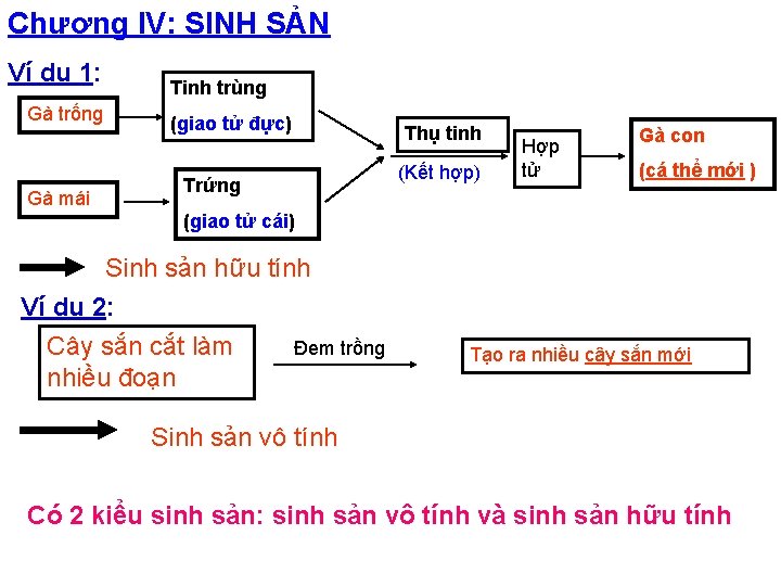 Chương IV: SINH SẢN Ví dụ 1: Gà trống Gà mái Tinh trùng (giao