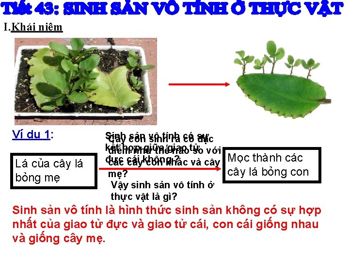 I. Khái niệm Ví dụ 1: Lá của cây lá bỏng mẹ Sinh sản