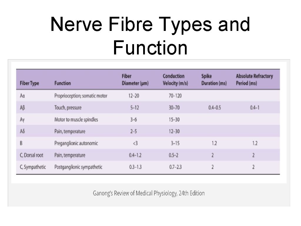 Nerve Fibre Types and Function 