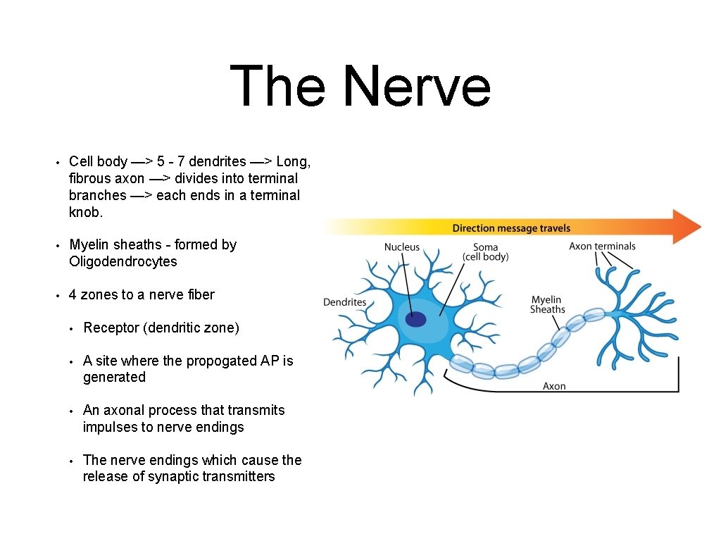The Nerve • Cell body —> 5 - 7 dendrites —> Long, fibrous axon